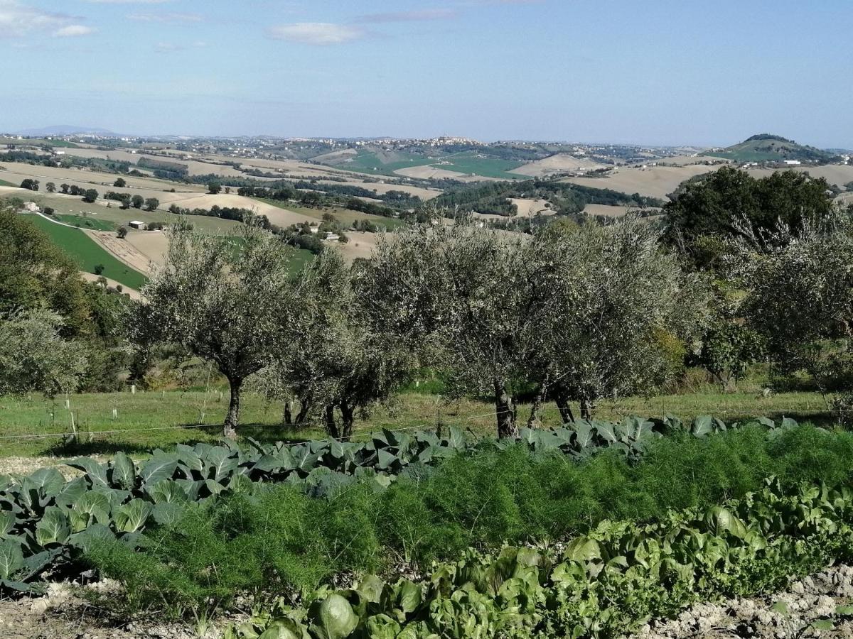 Casale San Martino Agriturismo Bio Sant'Angelo in Pontano Ngoại thất bức ảnh