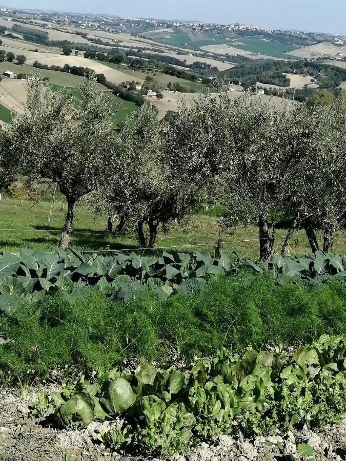 Casale San Martino Agriturismo Bio Sant'Angelo in Pontano Ngoại thất bức ảnh